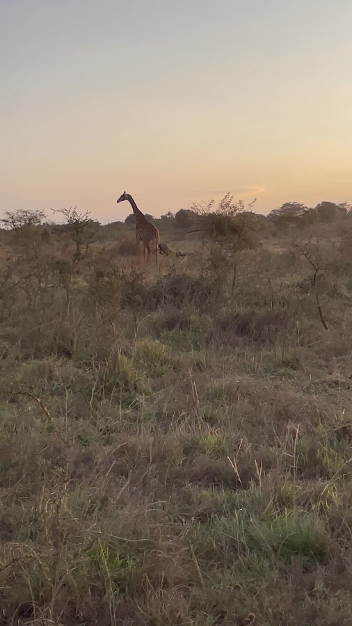 Photo of Afri Safaris