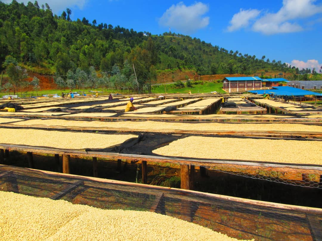 Kivubelt Coffee Ltd Head Offices