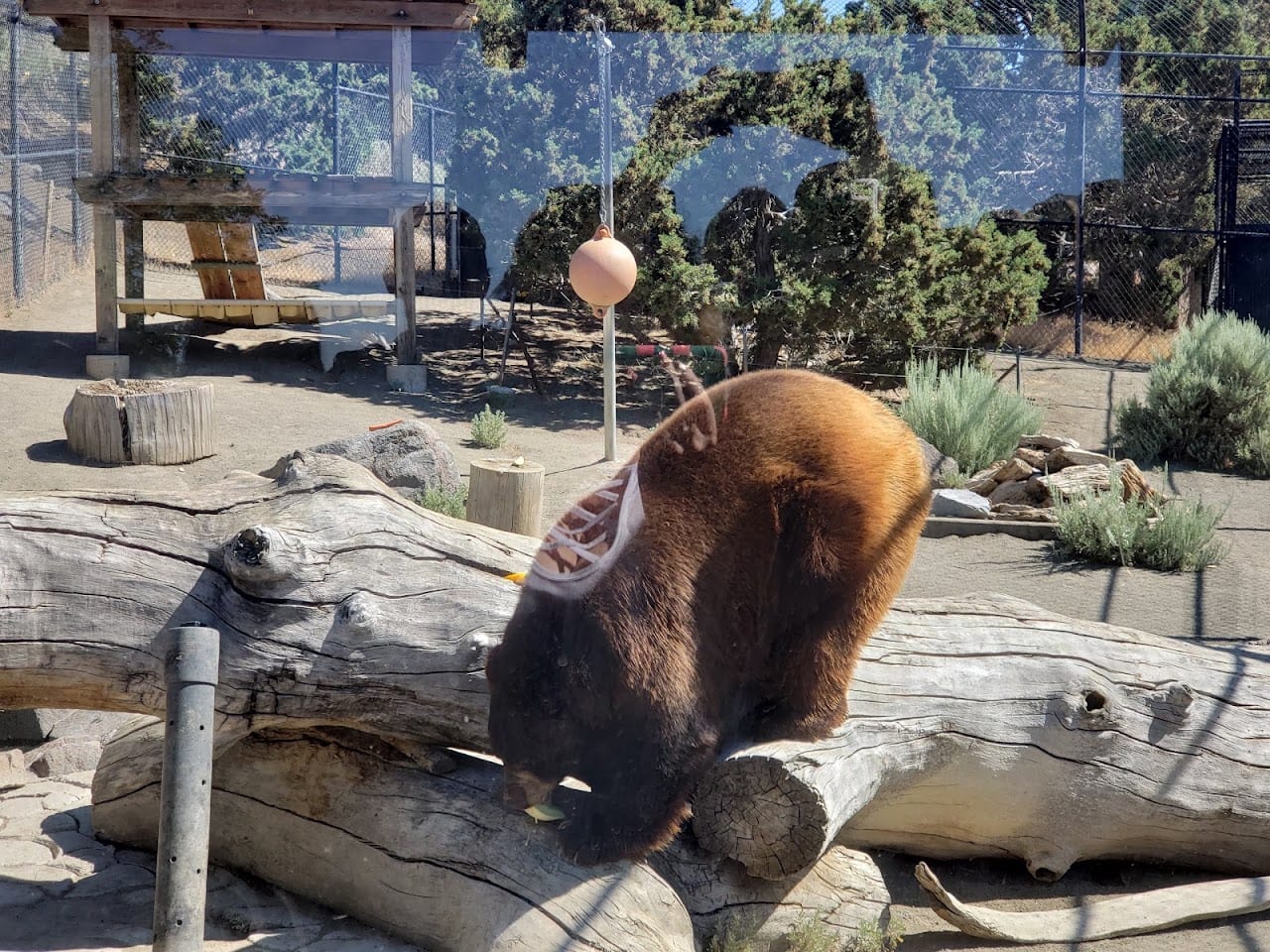 Animal Ark