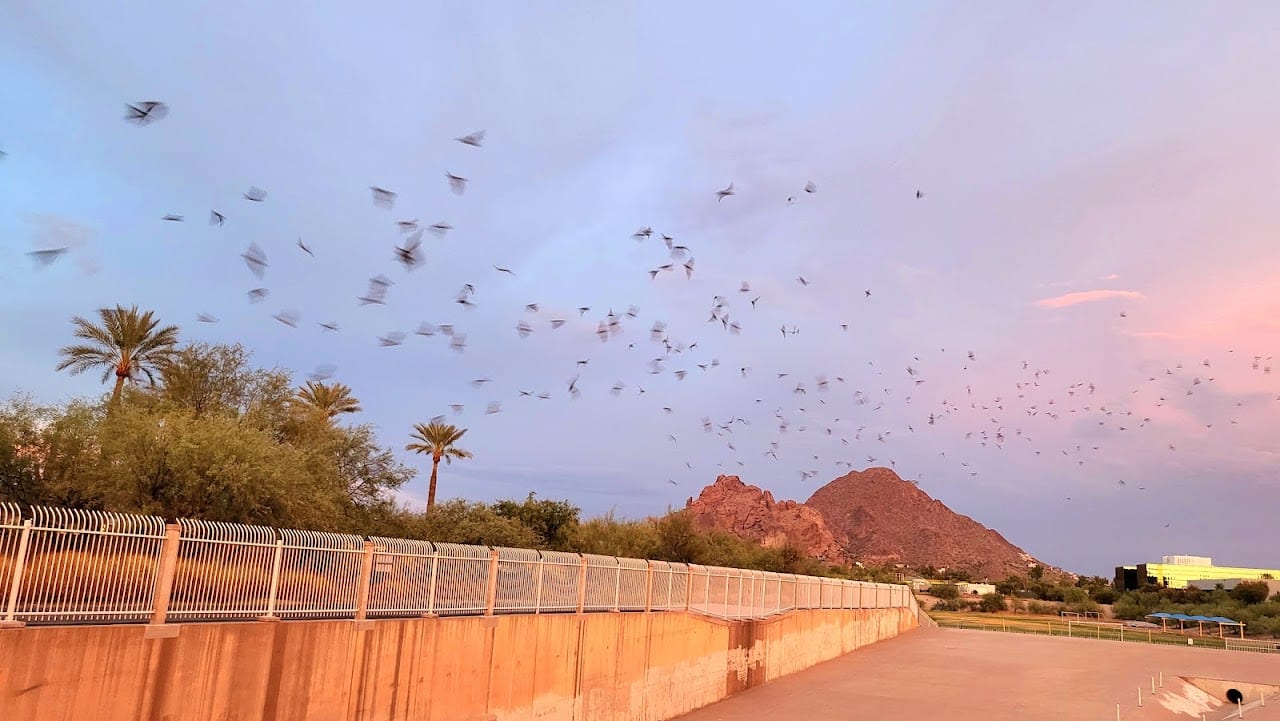 Bat Cave Phoenix (Maricopa Canal)