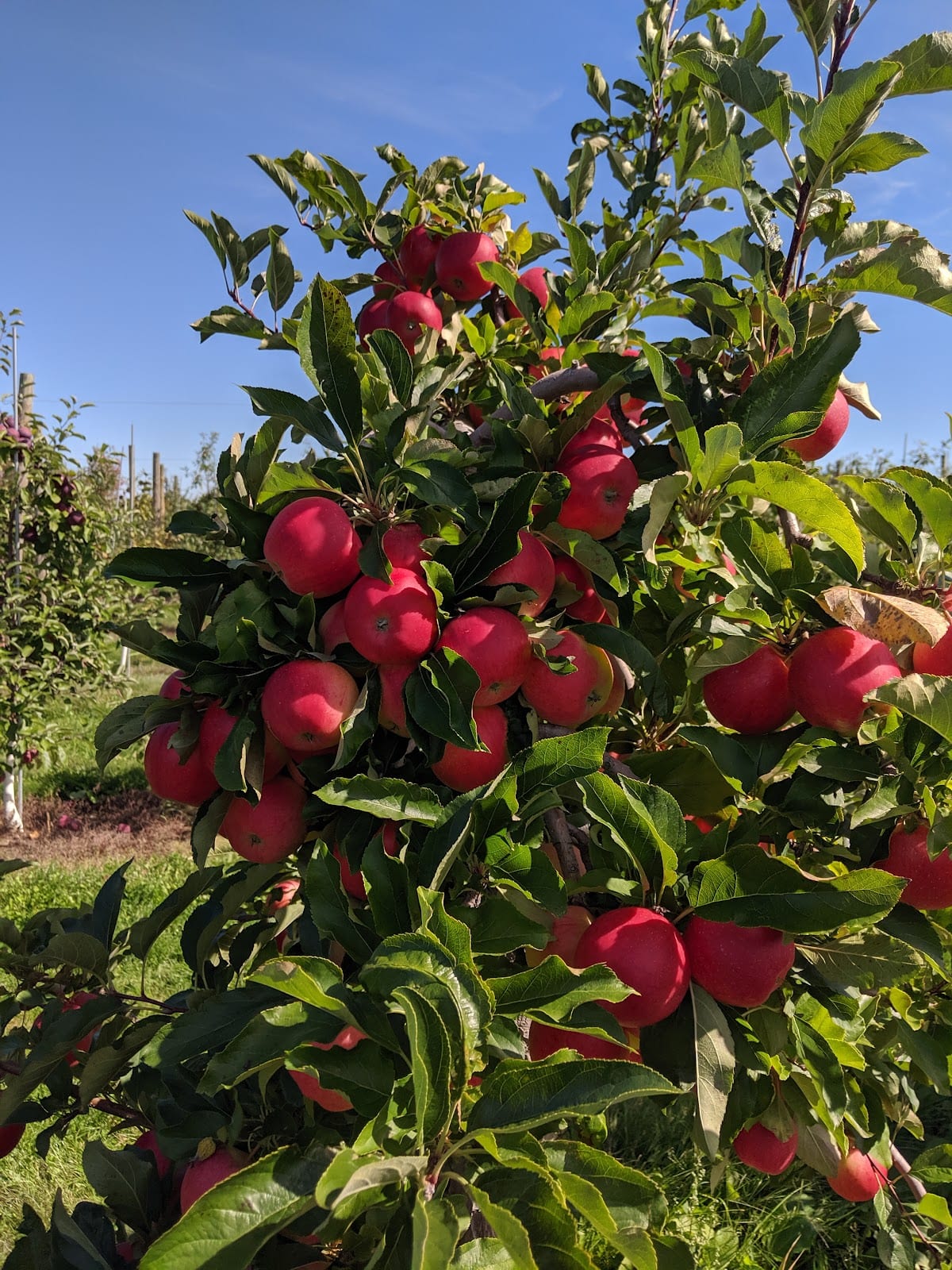 Carter Hill Orchard