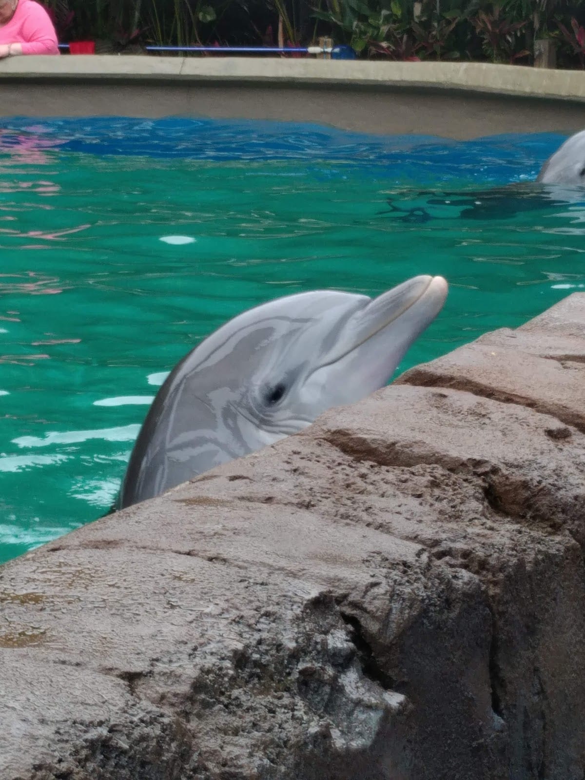 海豚保育中心