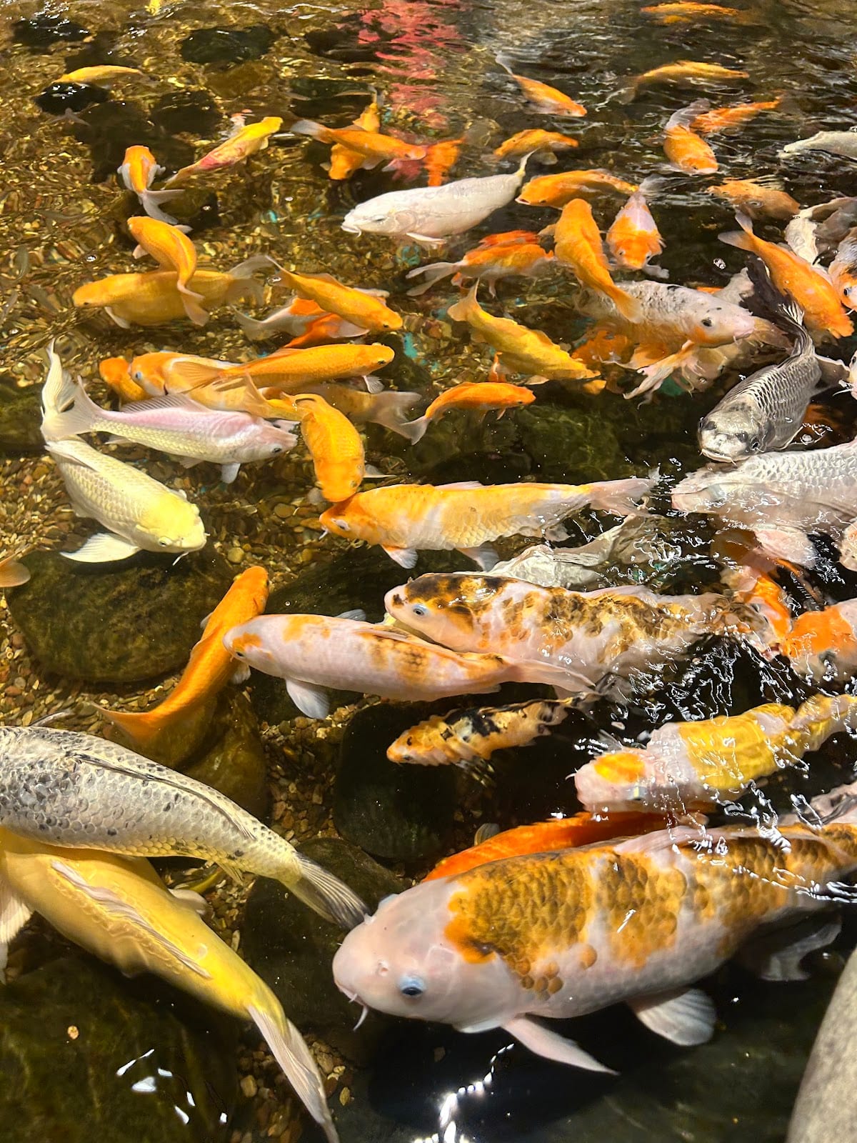 丛林礁室内水族馆