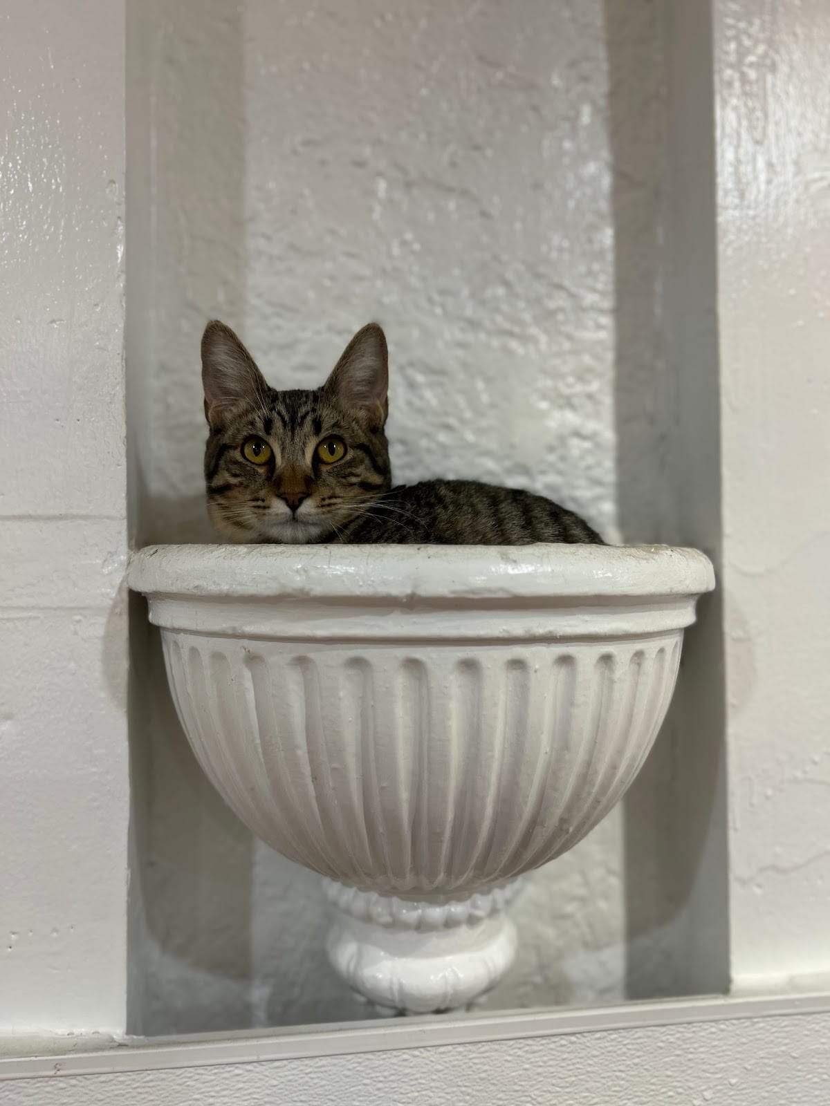 迷你小猫咪潮流互动体验馆