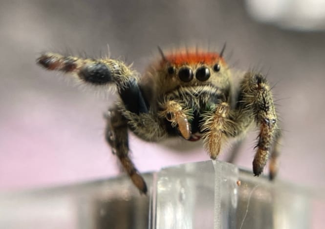 Portland Insectarium