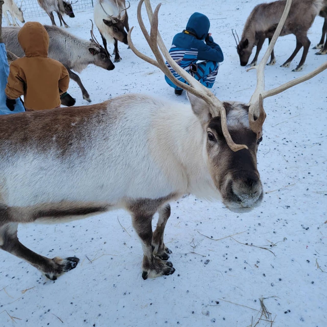 Reindeer Farm