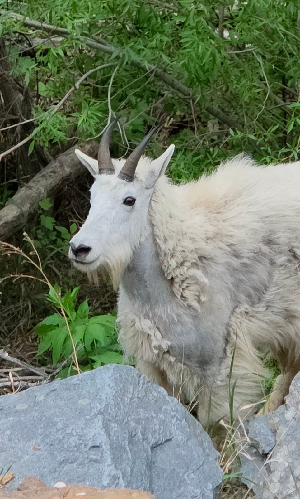 Spearfish Canyon Scenic Byway