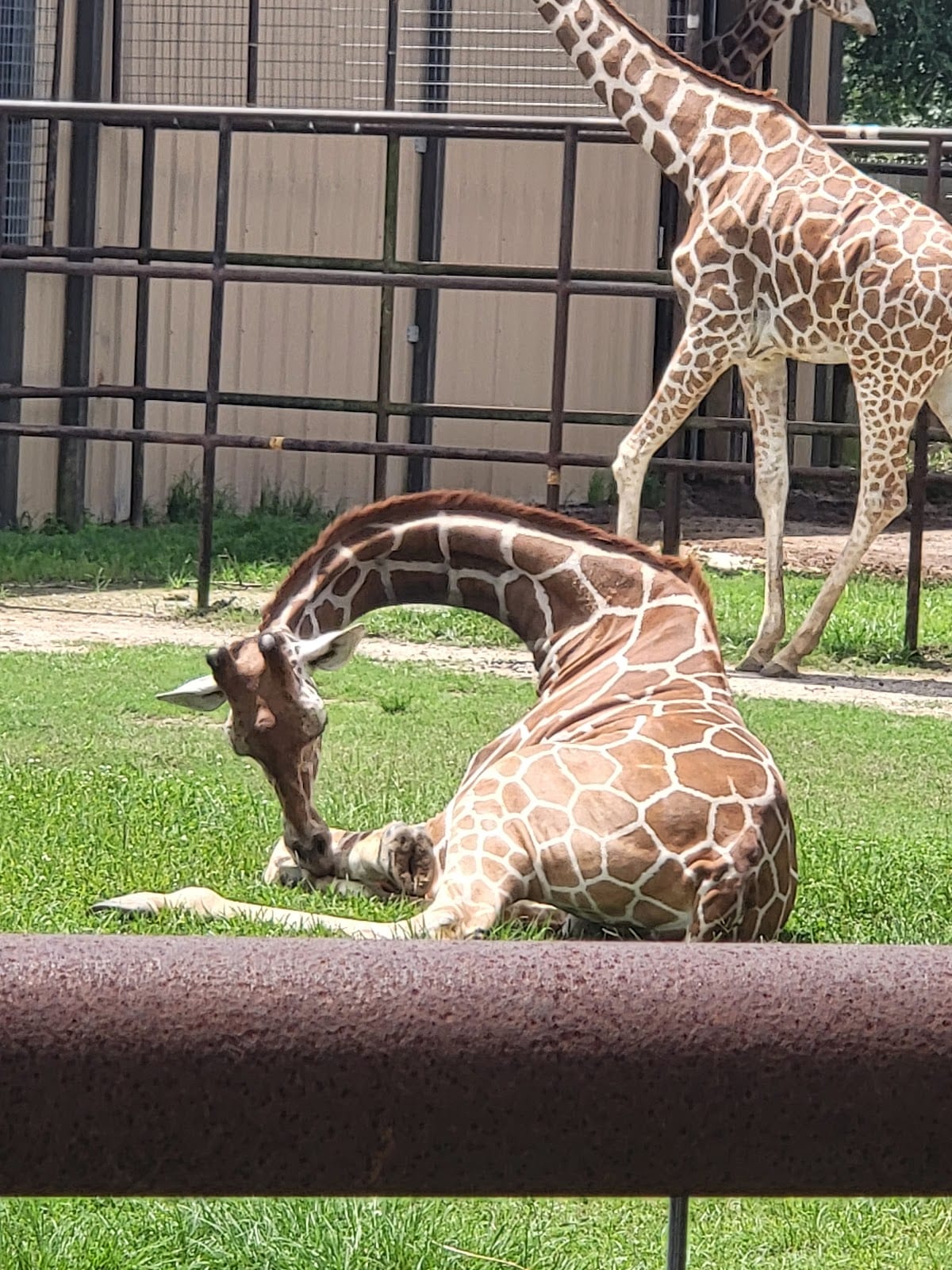 Zoosiana