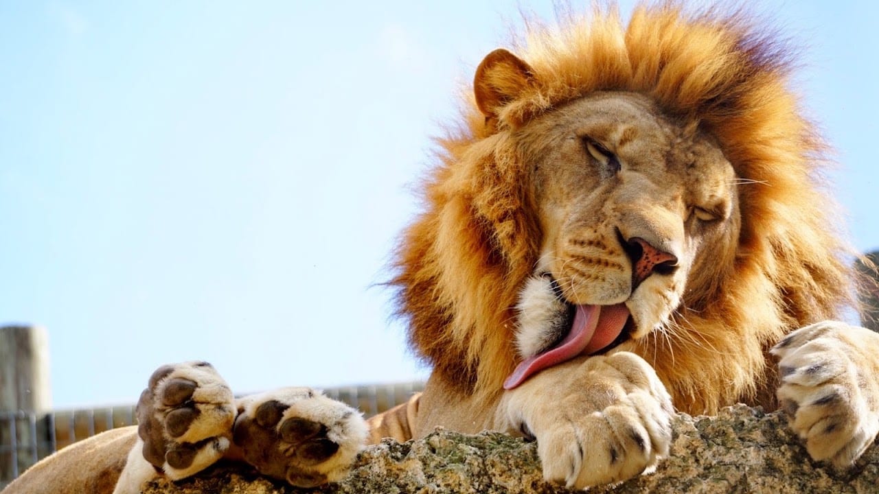 ZWF Miami (Zoological Wildlife Foundation)