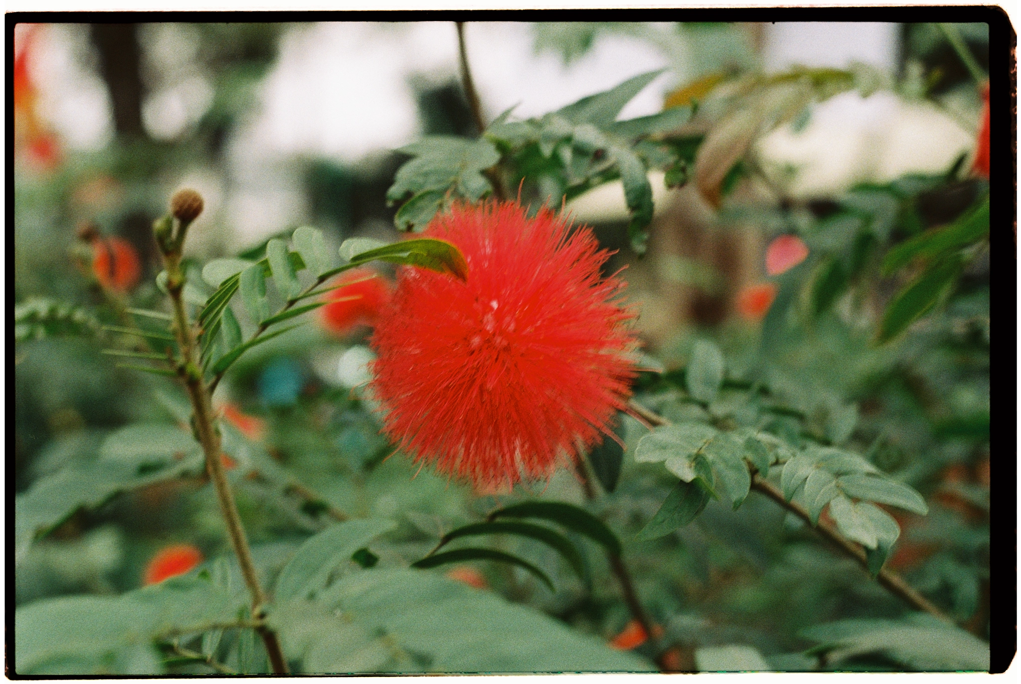 2k/2024Apr5-Fuji400-Vietnam-33.webp